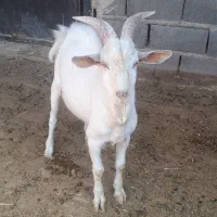 بز سانن|حیوانات مزرعه|گرمسار, |دیوار