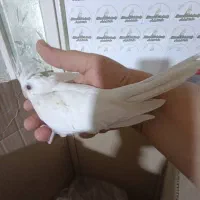 عروس هلندی  نرمخور دونخور دستی نرماده بالغ|پرنده|شیراز, پودنک|دیوار