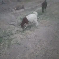 چند عدد کهره نر