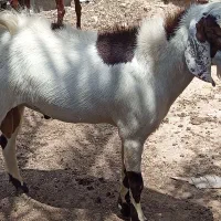 پازن دورگ