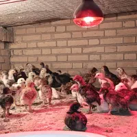 جوجه مرغ پاپر|حیوانات مزرعه|بافق, |دیوار