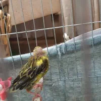 ماده سبز|پرنده|شاهدشهر, |دیوار