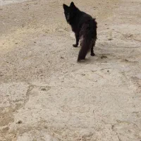 ژرمن بلک شولاین|سگ|ابهر, |دیوار