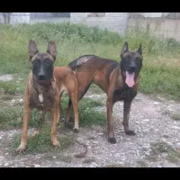 واگذاری مالینیوز ماده