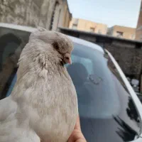 کبوتر نوک قنار سایز بزرگ