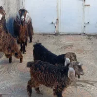 یک عدد بز و 3بزغاله ماده 3قلو زا|حیوانات مزرعه|روانسر, |دیوار