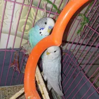 مرغ عشق|پرنده|زاهدان, |دیوار