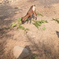 سه عدد کهر نر و سه عدد گیسه ویک عدد بز آبستن|حیوانات مزرعه|بندرعباس, |دیوار