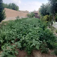 باغبانی ودرختکاری هرس نگهداری باغ|خدمات باغبانی و درختکاری|نجفآباد, ویلاشهر|دیوار