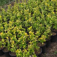 انواع گل های باغچه|گل و گیاه طبیعی|کتالم و سادات شهر, |دیوار