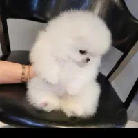 توله پامرانین|سگ|شیراز, اصلاح‌نژاد|دیوار