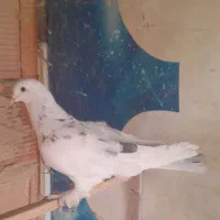 نرخال قرمز جوجه لکتوش فروشی