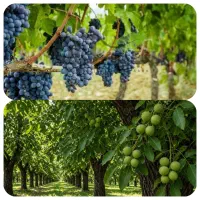 فروش-باغ-انگور-باغ-گردو