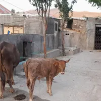 گاو محلی