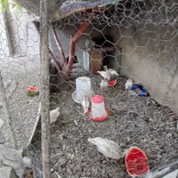 بوقلمون مصری