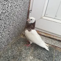 جوجه طوقی خال سرور