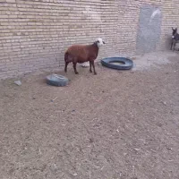 قوچ افشاری