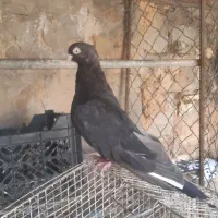 صرب|پرنده|اهواز, نیوساید|دیوار