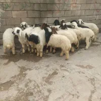 ۲۰ تا نر