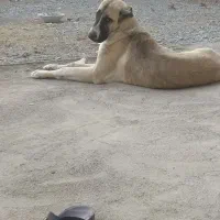 خرید فروش حیوانات مزرعه