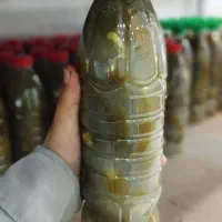 حراج خیارشورهمدان