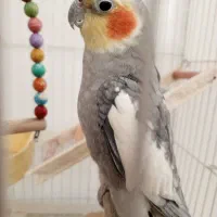 عروس هلندی گم شده