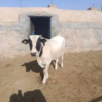 گوساله نر