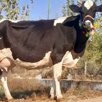 گاو شیری هلشتاین بدون گوساله|حیوانات مزرعه|بندر ترکمن, |دیوار