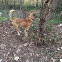 سگ دورگه سرابی|سگ|تالش, طولارود|دیوار