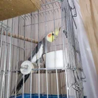 عروس هلندی با جوجه|پرنده|پیشوا, |دیوار