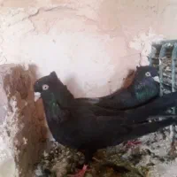 کبوتر