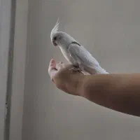 عروس هلندی آلبینو دوکت