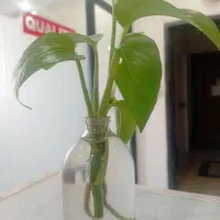 تحصیلدار آقا