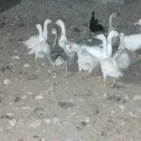 قو غاز