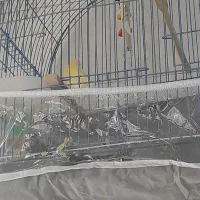 یک عددقناری نرمست