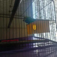 فروش یک جفت مرغ عشق خوش رنگ