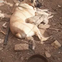 ماده گوسفندی