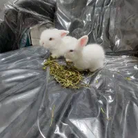 خرگوش های لوپ بسیار زیبای «هلندی،اوکراینی،آنگورا»|موش و خرگوش|نمین, |دیوار