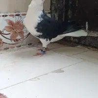 کبوتر