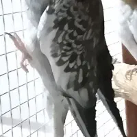 ۳جفت عروس هلندی مولد واقعی ضمانتی|پرنده|کرمان, |دیوار