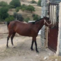 اسب‌‌ماده‌یورقه