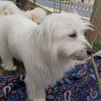 واگذاری پت خونگی