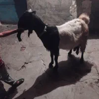 بز افقانی