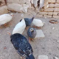 پرنده زینتی شهرستان رزن|پرنده|رزن, |دیوار