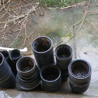 گلدان فروشی|گل و گیاه طبیعی|کنارک, |دیوار