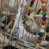 وایت فیس طوسی باهوش|پرنده|زنجان, |دیوار