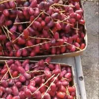 فروش  خرما از باغدار بدون واسطه|عمده‌فروشی|تهران, تختی|دیوار