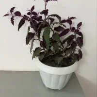 گل و گیاه|گل و گیاه طبیعی|نیشابور, شریعتی|دیوار