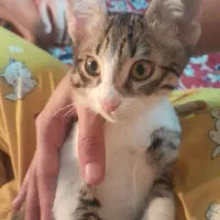 گربه خوشگل  ناز|گربه|گرگان, |دیوار