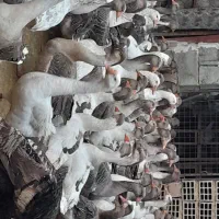 غاز|حیوانات مزرعه|سرپل ذهاب, |دیوار